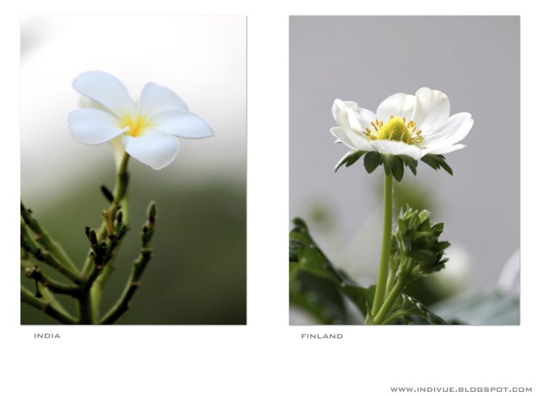 Valkoisia kukintoja idässä ja lännessä