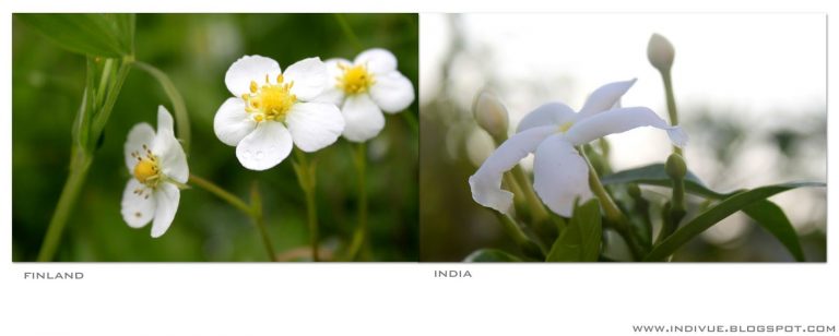 Valkoisia kukintoja Intiassa ja Suomessa