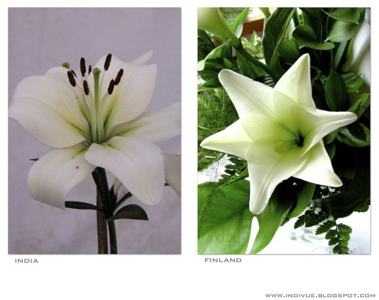 Valkea kukka Intiassa ja Suomessa