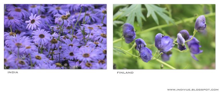 Luonnonvioletti väri Suomessa ja Intiassa