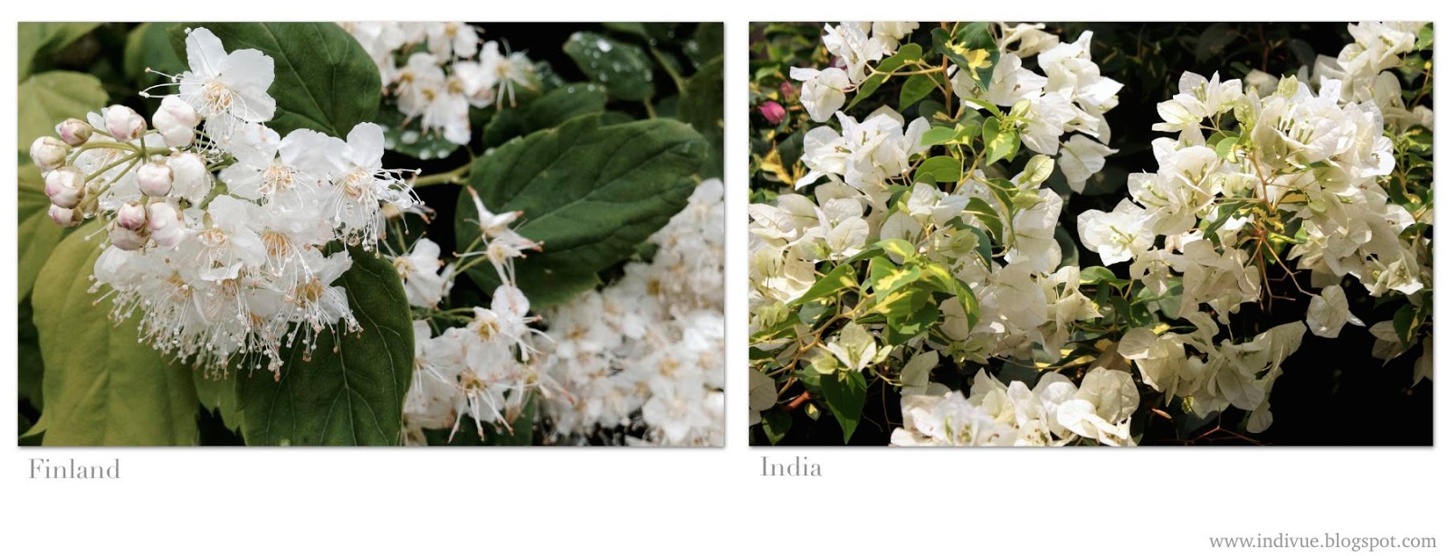 Valkoisia suomalaisia ja intialaisia kukkia
