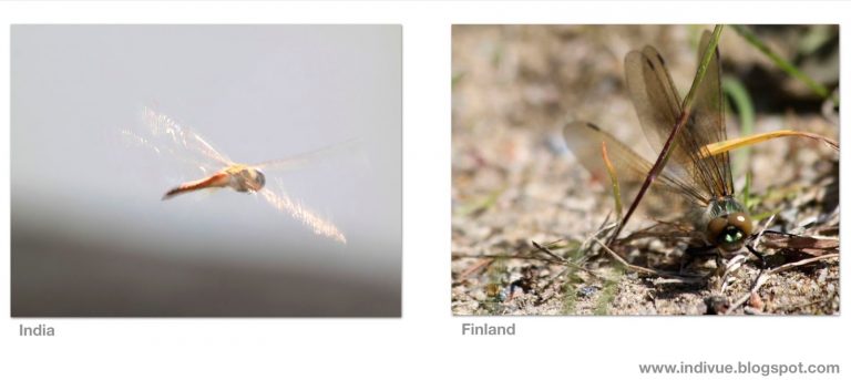 Intialainen sudenkorento ja suomalainen sudenkorento