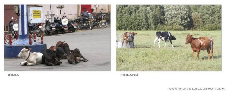 Lehmät, Suomi ja Intia