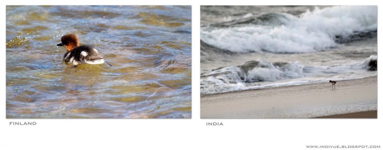 Suomalainen linnunpoikanen ja intialainen linnunpoikanen meren aalloissa