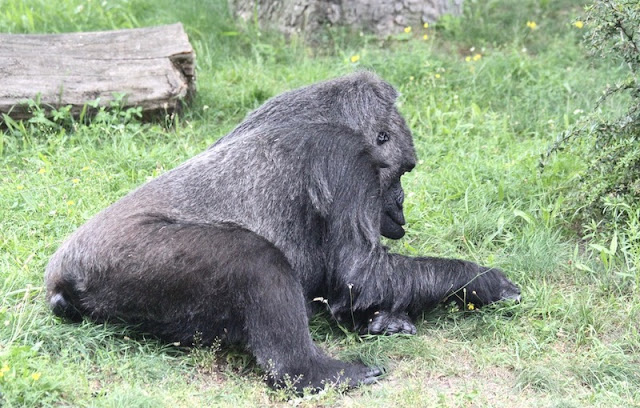 gorilla berliinin elaintarhassa
