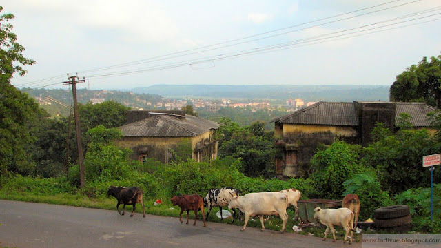 Päivän kuva Intiasta: Tien laidaskin oli lehmä