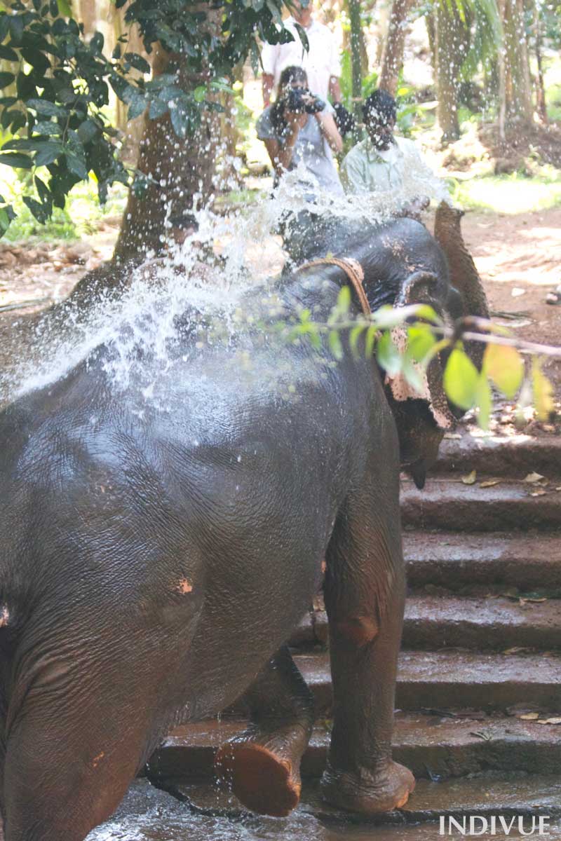 Sahakari Spice Farm ja norsu tee-se-itse-suihkussa