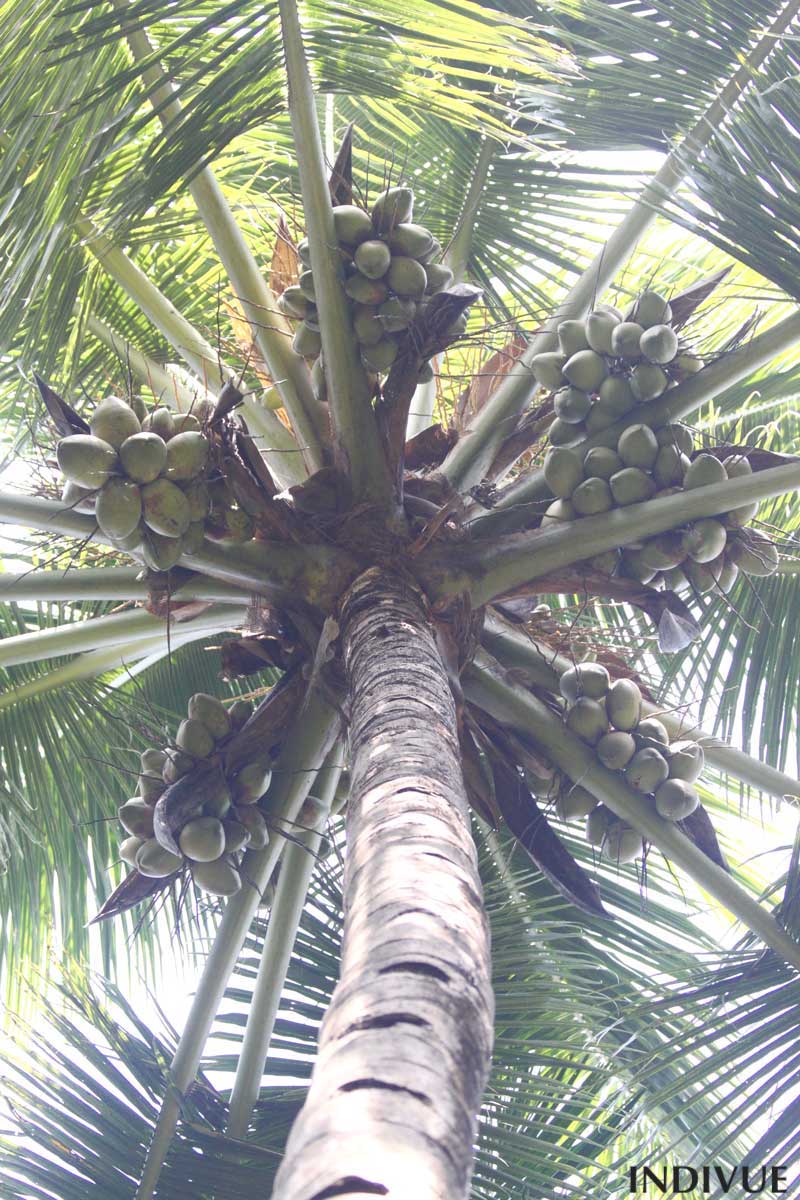 Kookospalmupuu Goassa