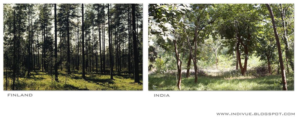Suomalainen ja intialainen metsä