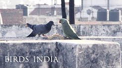 Pulu ja papukaija Intiassa