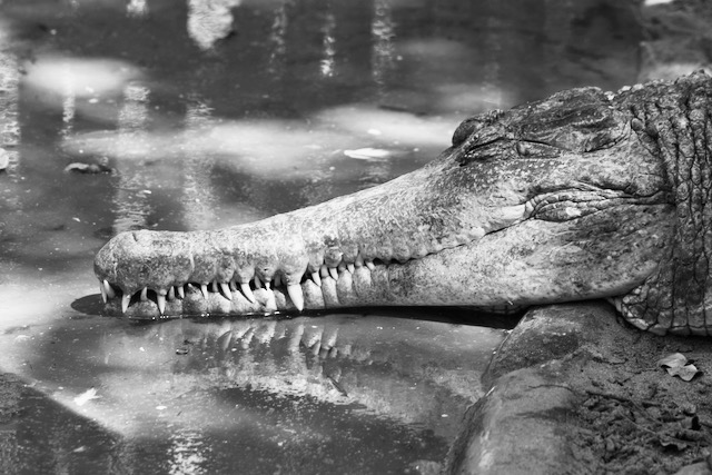 Intialaisen nukkuvan krokotiilin kita