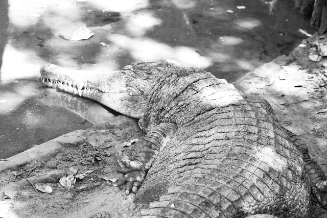 Krokotiili paistattelee päivää