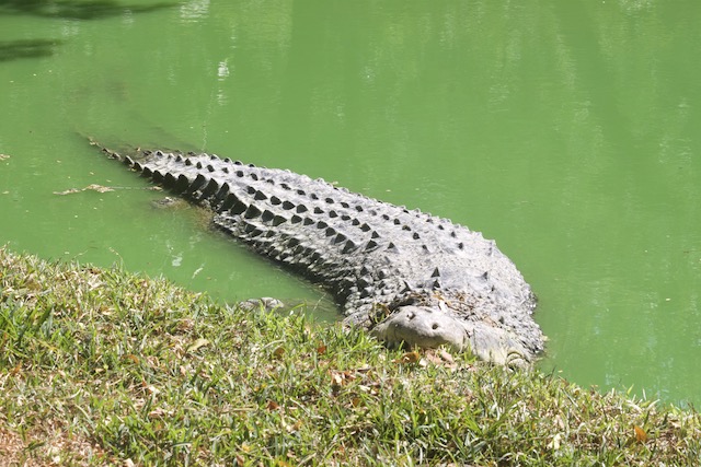 Krokotiili ja vihreä vesi