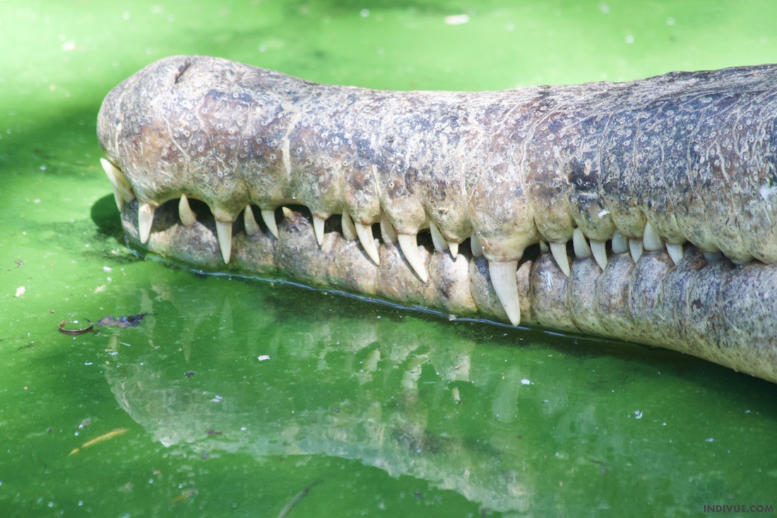 Krokotiilin hampaat lähikuva
