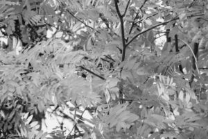 Pihlajanmarjapuun lehdet
