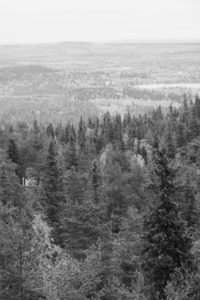 Metsiä Kuusamossa
