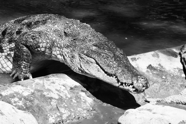 Vedestä nouseva krokotiili