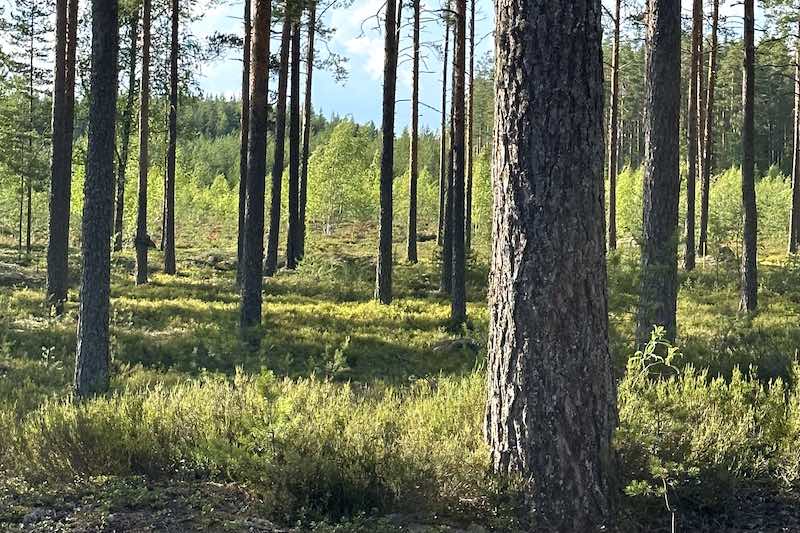 Virolahden Bunkkerimuseon metsää
