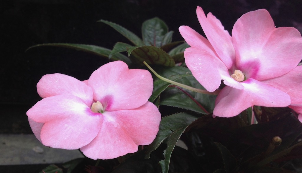 2 vaaleanpunaista intialaista kukkaa
