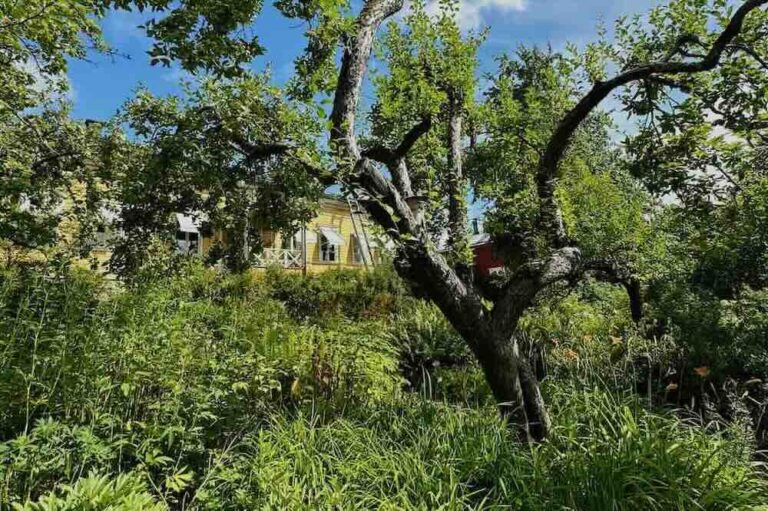 Fredrika Runebergin puutarha viheriöi Porvoossa