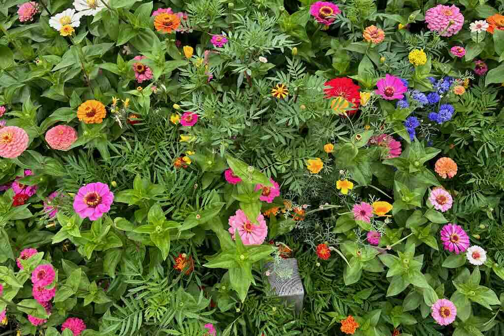 Kauniita kukkia Tshekeissä, Olomoucissa