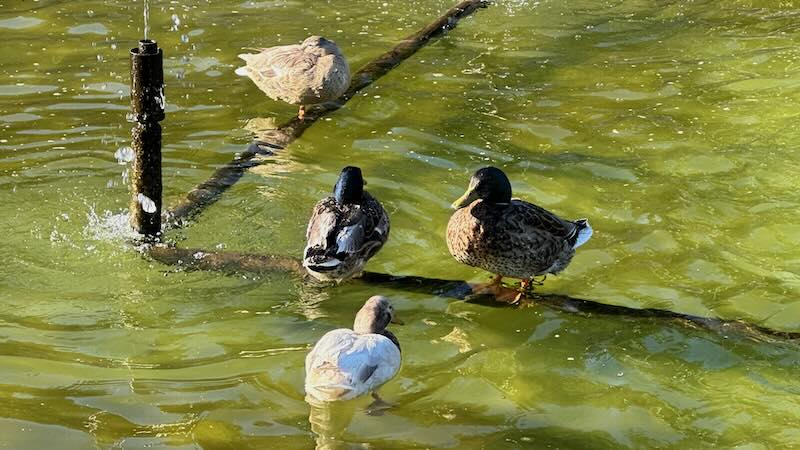 Sorsia Olomoucin puistossa