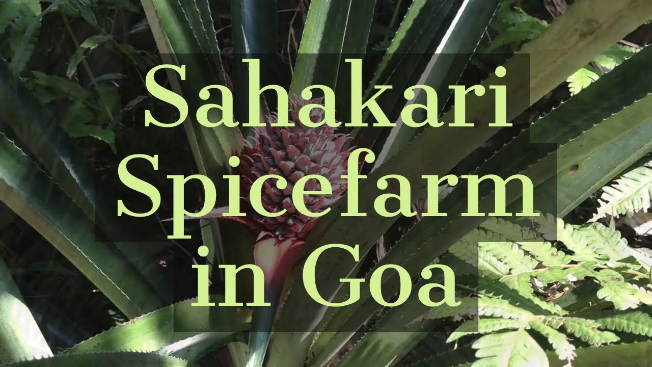 Sahakari Spicefarm Goassa
