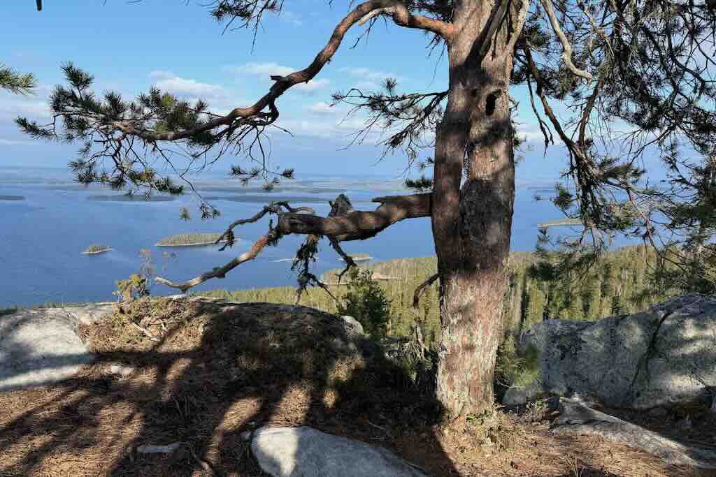 Vanha mänty Kolin rinteellä järvimaiseman edessä