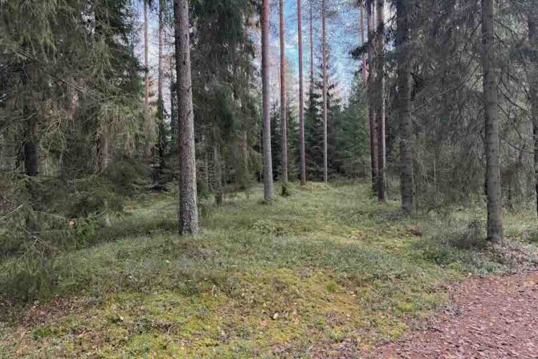 Kaunista metsää Inhassa, Ähtärin Eläinpuistossa