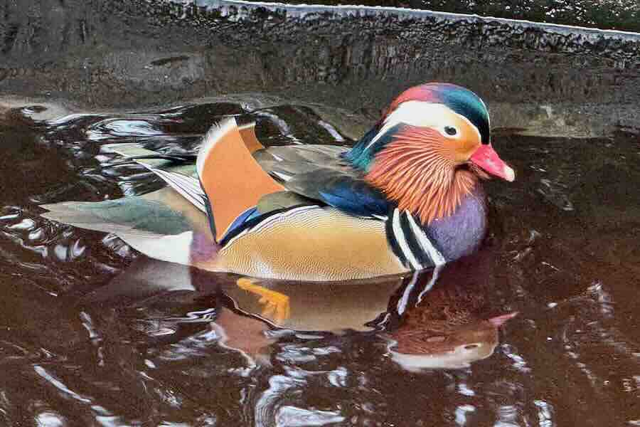 Mandariinisorsa Ähtärin Eläinpuistossa