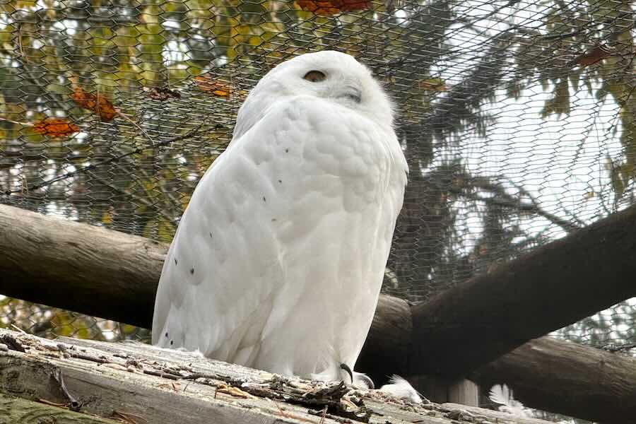 Pöllö Ähtärin Eläinpuistossa