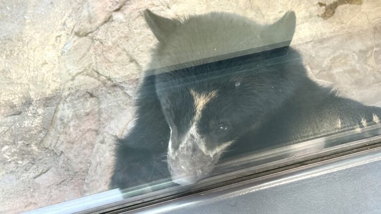 Silmälasikarhu Ähtärin eläinpuistossa