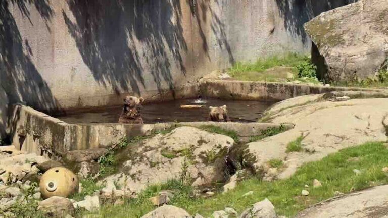 Ähtärin Eläinpuiston karhut