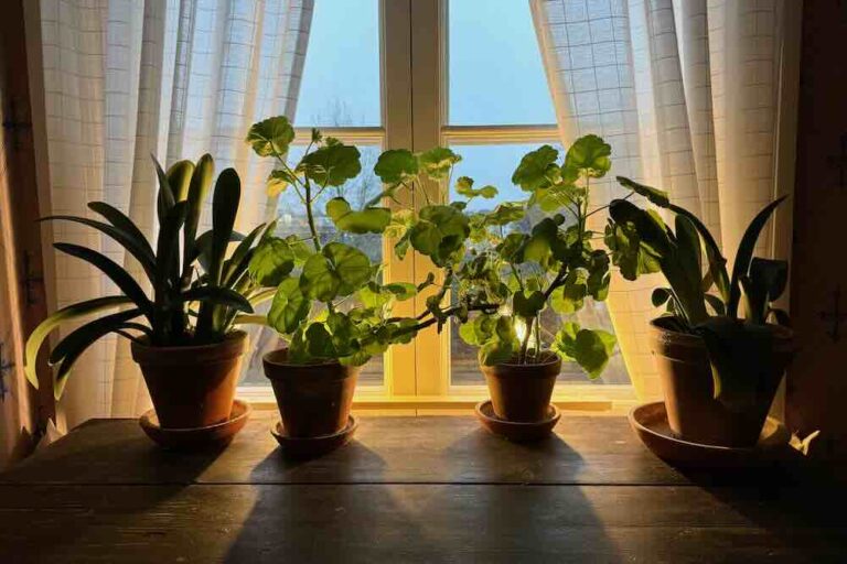 Viherkasveja Runebergien kodissa