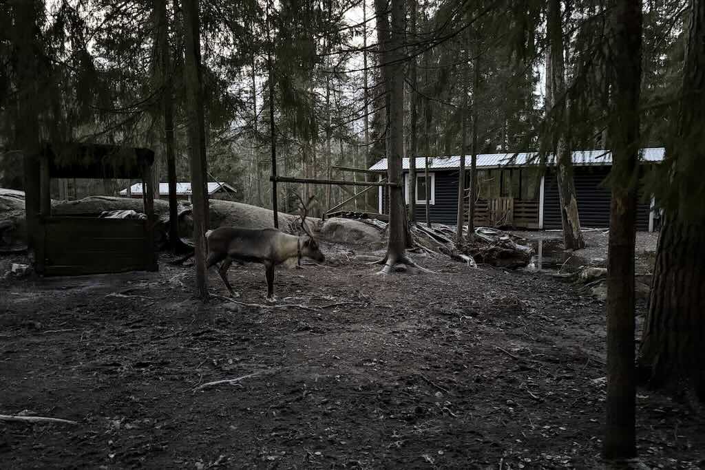 Nuuksio reindeer PArk, Poropuisto