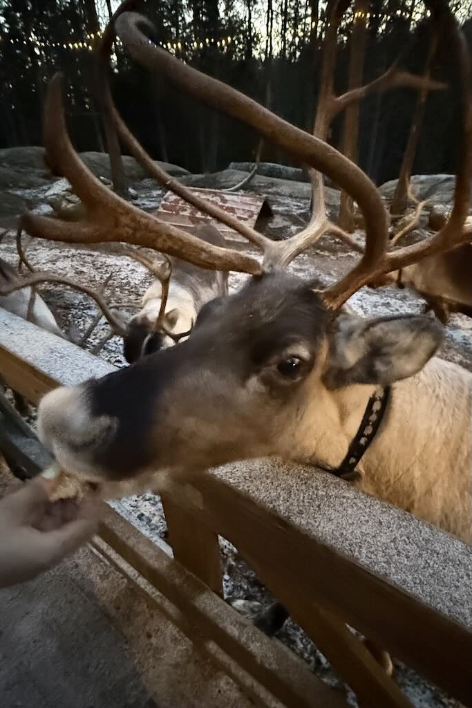 Poronsyöttöä Espoom Nuuksion poropuistossa