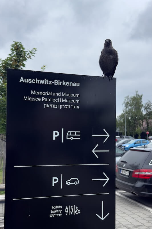 Auschwitz ja musta lintu