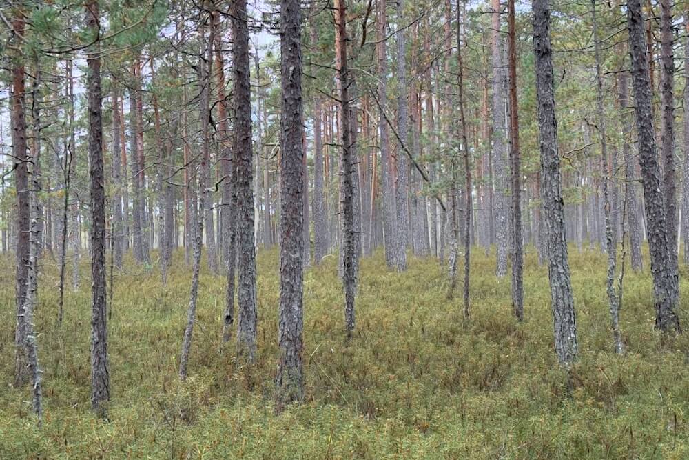 Valkmusan kansallispuiston metsää